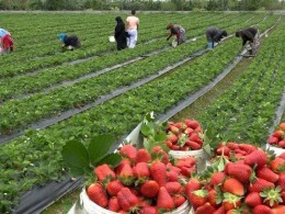 خواص توت فرنگی در سلامت/ ضد سرطان و بیماری های قلبی