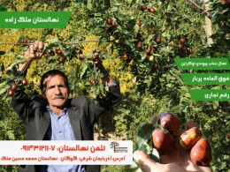 فروش نهال گلدانی میوه، بادام و گردو در یکی از بزرگترین نهالستان های ایران